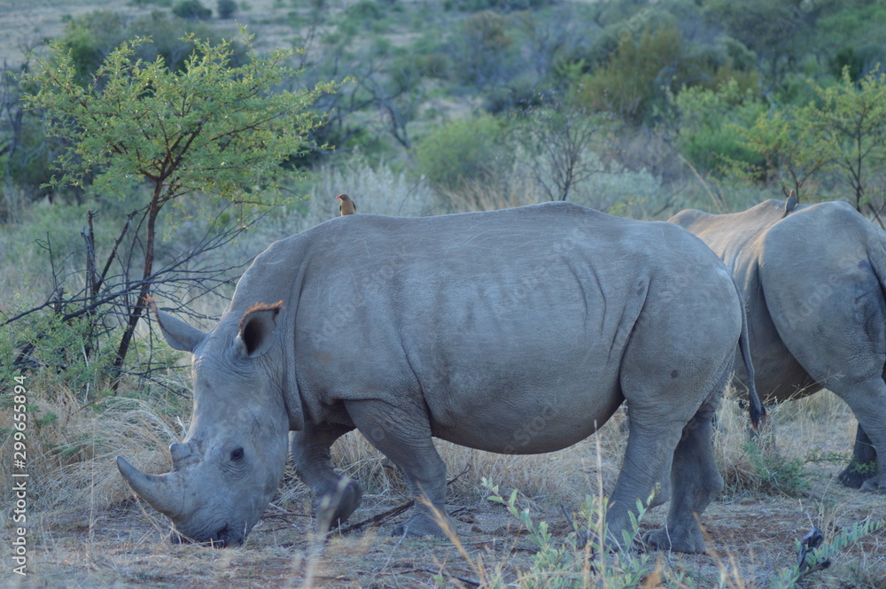 Obraz premium portrait of a cute male bull white Rhino in greater Kruger in South Africa