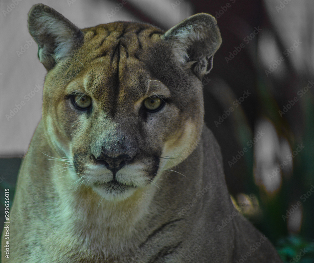 Naklejka premium Closeup portrait of a captive Cougar also known as Puma in a Zoo in South Africa
