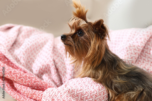 Adorable Yorkshire terrier on plaid. Happy dog