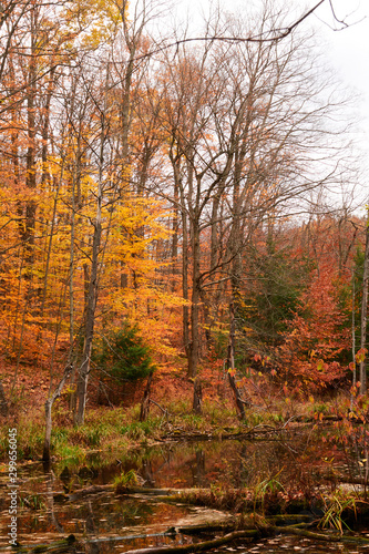 Fall colors in Canada