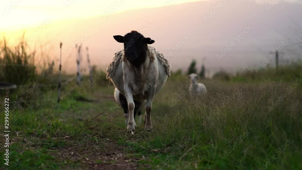 Farm animals on pasture, sheep on meadow grazing. Landscape sunset in Ireland. Concept of livestock agriculture, wool manufacturing, environment. Cute animal portrait. Slow Motion. Farm animals on pasture, sheep on meadow grazing. Landscape sunset in Ireland. Concept of livestock agriculture, wool manufacturing, environment. Cute animal portrait. Slow Motion.
