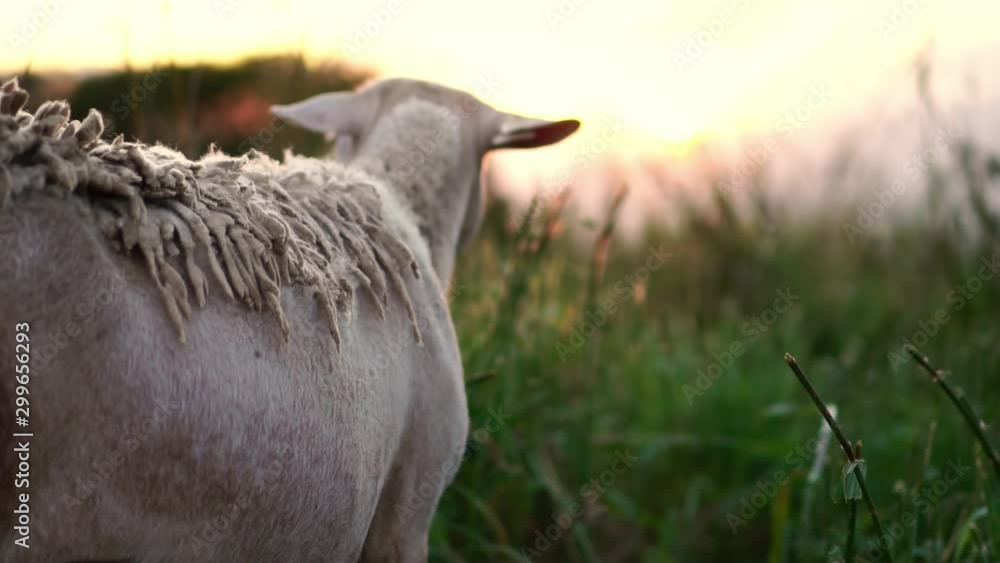Farm animals on pasture, sheep on meadow grazing. Landscape sunset in Ireland. Concept of livestock agriculture, wool manufacturing, environment. Cute animal portrait. Slow Motion. Farm animals on pasture, sheep on meadow grazing. Landscape sunset in Ireland. Concept of livestock agriculture, wool manufacturing, environment. Cute animal portrait. Slow Motion.
