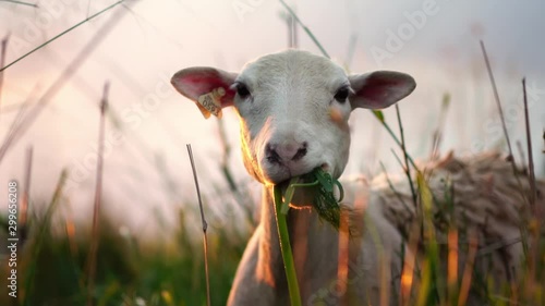 Cute sheep on green pasture. Farm animal portrait. Concept of farming, countryside agriculture, work on a farm, organic eco farm. photo