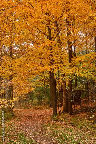 Fall colors in Canada