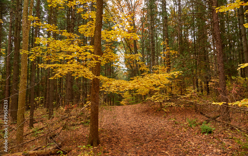 Fall colors in Canada