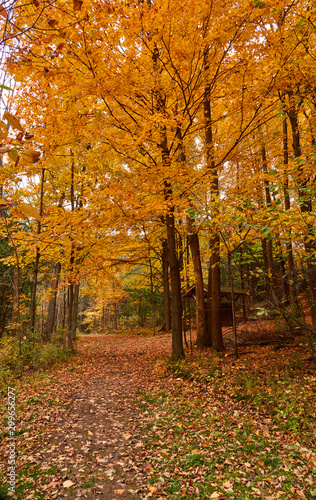Fall colors in Canada