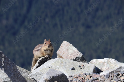 chipmunk sitting on grey stones