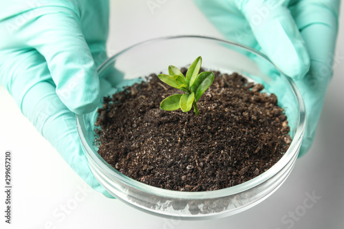 Scientist holding Petri dish with soil and sprouted plant over white table, closeup. Biological chemistry