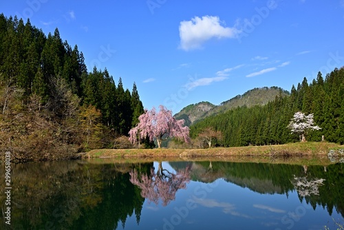 湖面に映る満開の枝垂れ桜