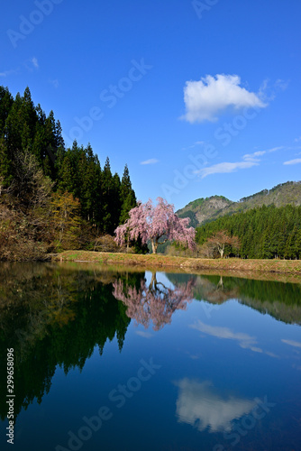 Fototapeta Naklejka Na Ścianę i Meble -  湖面に映る満開の枝垂れ桜
