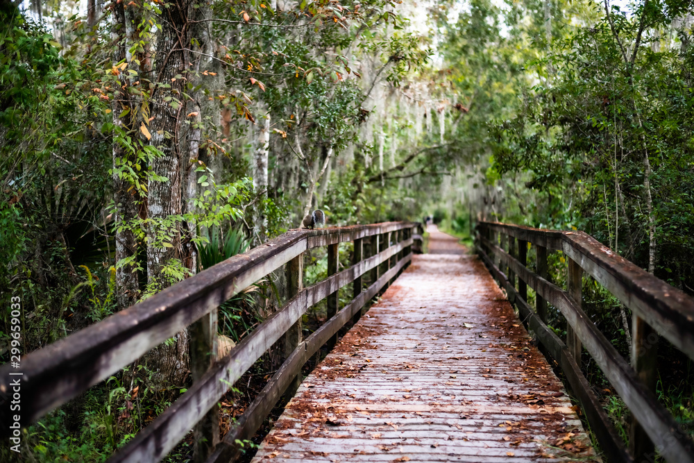 wooden bridge in bayou with squirrel wooden bridge in bayou with squirrel