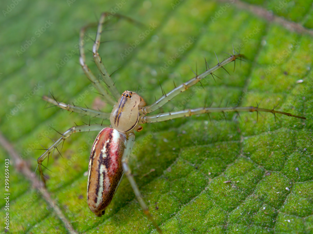 Macro photography of a garden spider on a solanum quitoense leaf. Captured at a garden in the central mountains of the Colombian Andes. Macro photography of a garden spider on a solanum quitoense leaf. Captured at a garden in the central mountains of the Colombian Andes.