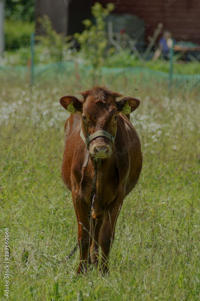 cow in the field
