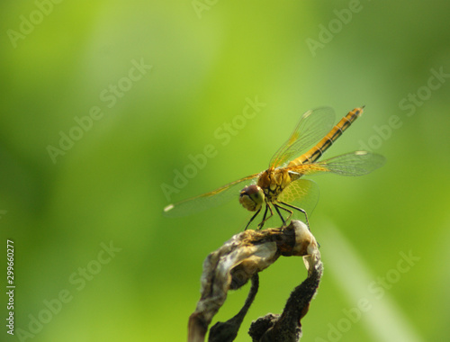 dragonfly on leaf © indars18