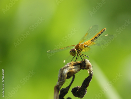dragonfly on leaf © indars18