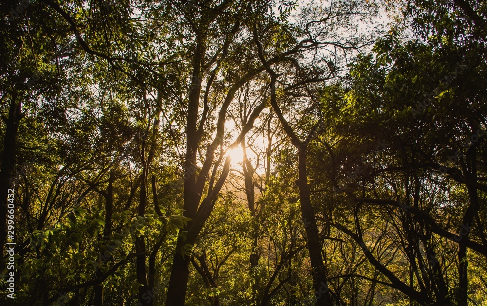 Atardecer de luces doradas en los bosques de ciudad de mexico Atardecer de luces doradas en los bosques de ciudad de mexico
