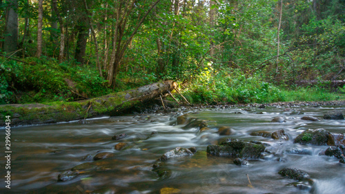Fototapeta Naklejka Na Ścianę i Meble -  river in forest