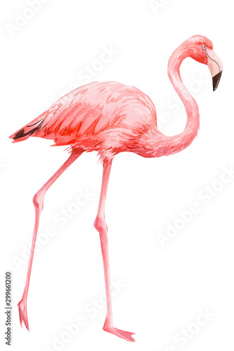 pink flamingo on an isolated white background, watercolor illustration