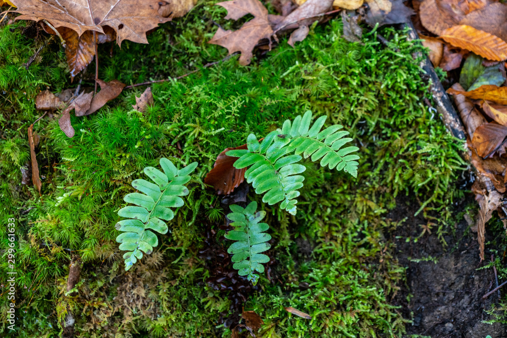Christmas Fern on the Forrest Floor. Christmas Fern on the Forrest Floor.