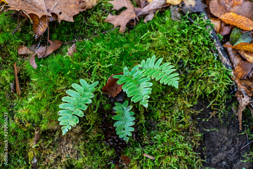 Christmas Fern on the Forrest Floor.