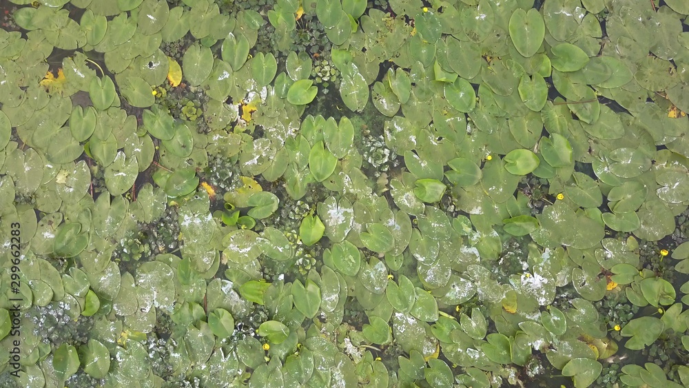 Green leaves and yellow flowers of the water lily are swaying on the splash of water in the river. 4K video, 240fps, 2160p. Green leaves and yellow flowers of the water lily are swaying on the splash of water in the river. 4K video, 240fps, 2160p.