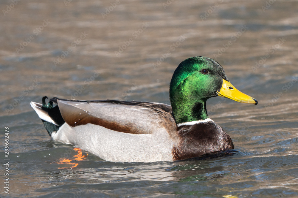 Male Mallard Duck (Anas platyrhynchos) swimming in creek. Male Mallard Duck (Anas platyrhynchos) swimming in creek.