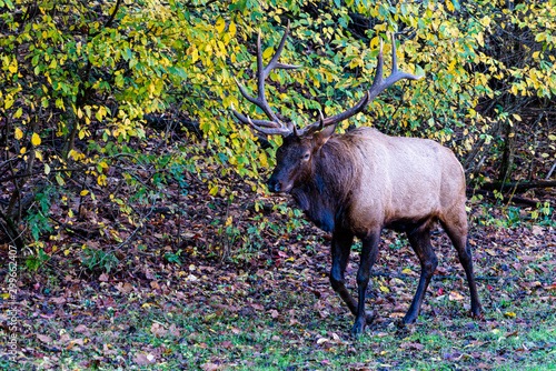 Eastern Elk