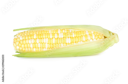 fresh bi colored white and yellow sweet corn on white background