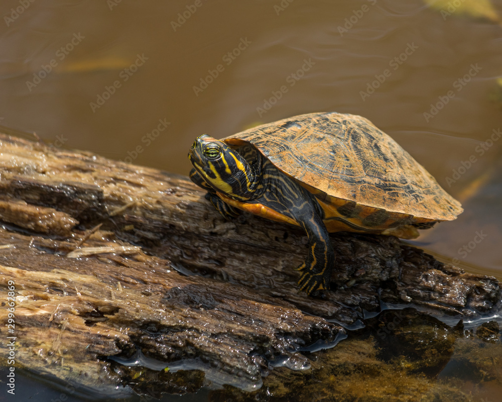 Adult Painted Turtle Basks in the Sun on a Log Half Sunken in a Dirty Pond Adult Painted Turtle Basks in the Sun on a Log Half Sunken in a Dirty Pond