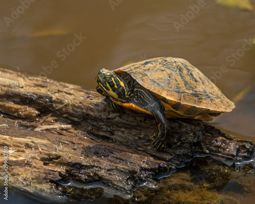 Adult Painted Turtle Basks in the Sun on a Log Half Sunken in a Dirty Pond
