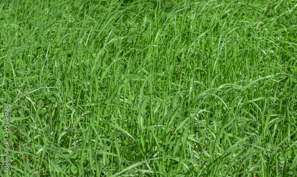 Fototapeta premium Green grass texture background, Green lawn, Grass texture, Park lawn texture with natural sun light.