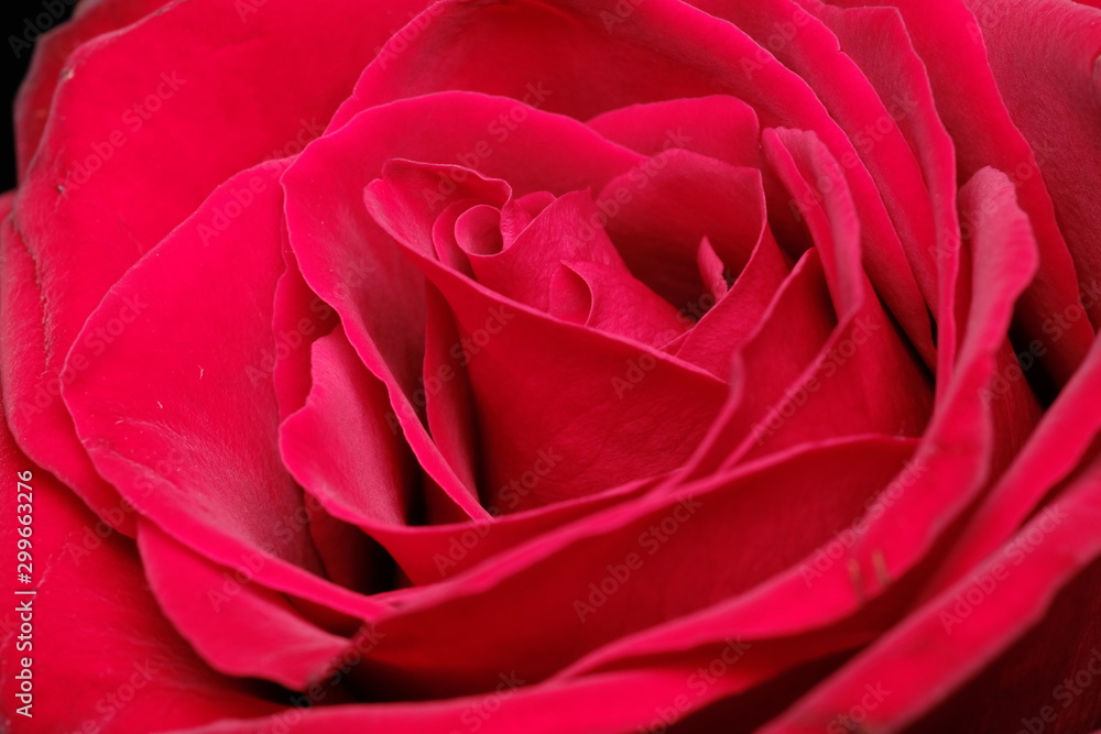 red rose red rose