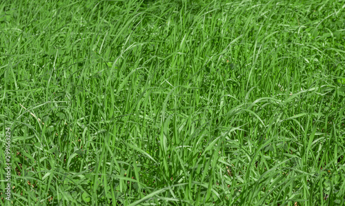 Green grass texture background, Green lawn, Grass texture, Park lawn texture with natural sun light. © Artem