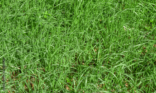 Green grass texture background, Green lawn, Grass texture, Park lawn texture with natural sun light.