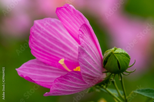 Swamp Rose Mallow