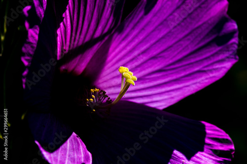 Wallpaper Mural Swamp Rose Mallow Torontodigital.ca