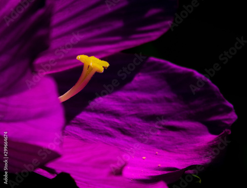 Wallpaper Mural Swamp Rose Mallow Torontodigital.ca