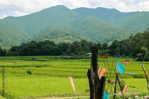 green mountain and rice