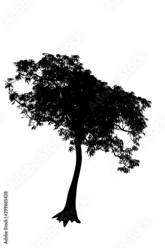 silhouette of a tree on isolated.