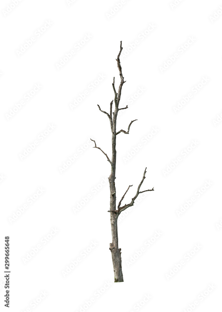 Fototapeta premium Bare Leafless Tree Trunk Isolated on White Background