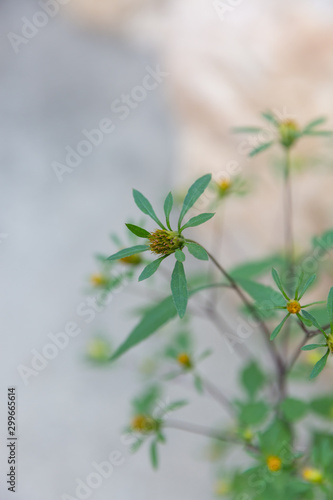 Outdoor annual herb, Bidens frondosa flowers and leaves，Bidens frondosa L.
