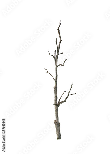 A dry tree isolated on white.