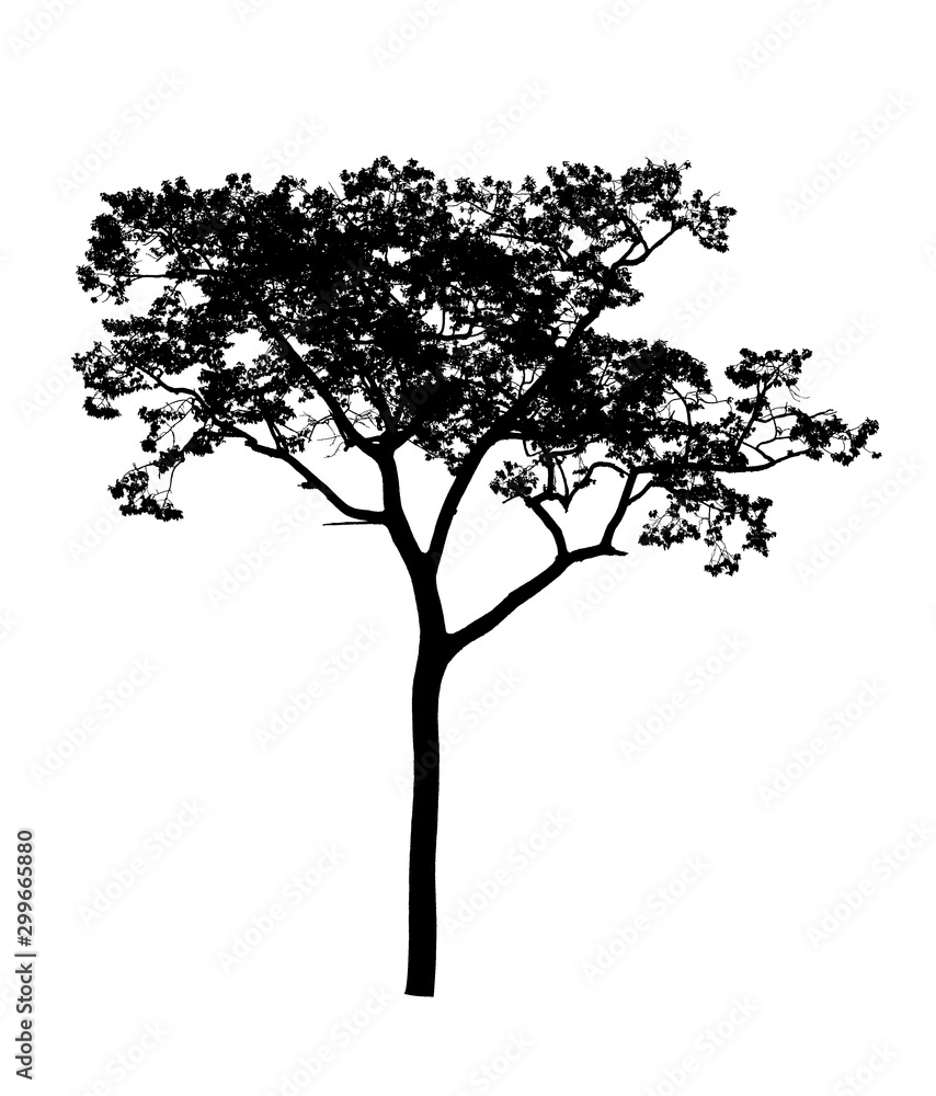 Silhouette of a tree isolated on white.