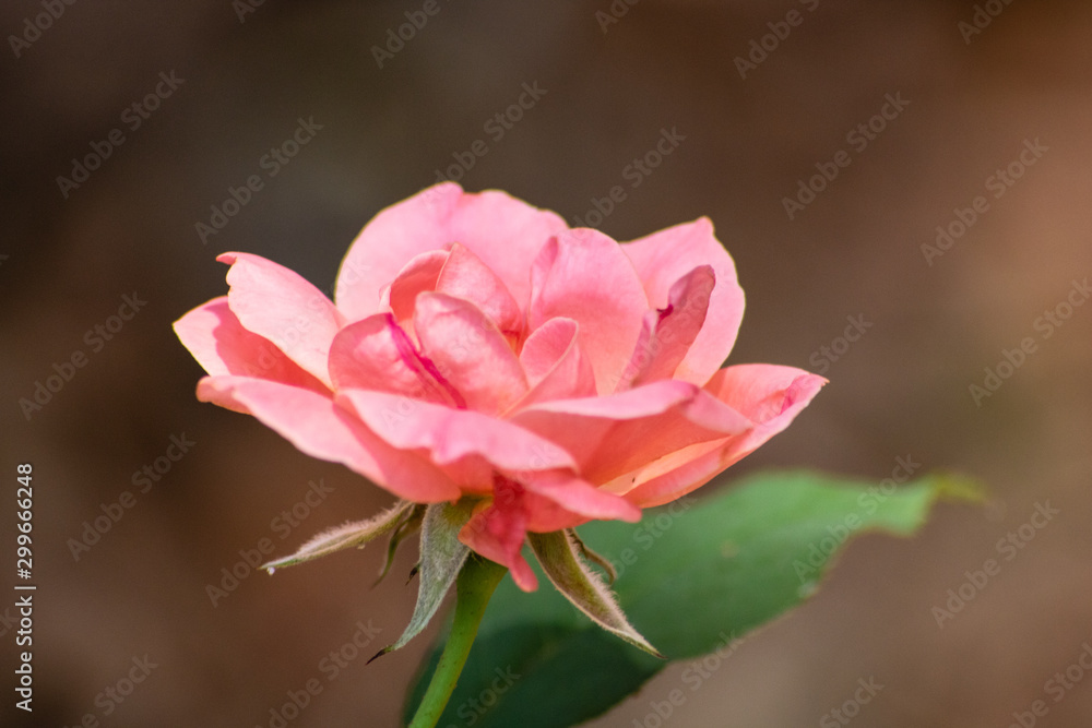 Pink roses Pink roses
