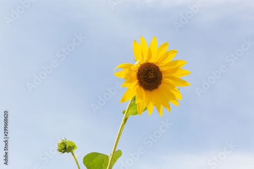 Outdoor summer blooming sunflowers and blue sky with white clouds