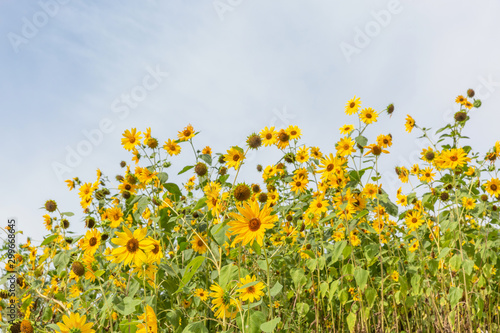 Outdoor summer blooming sunflowers and blue sky with white clouds © Jianyi Liu 