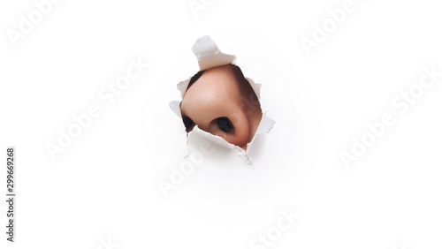 The male nose protrudes through a torn hole in white paper. The concept of curiosity, espionage, sniffing, parfume. Background, copy space. photo