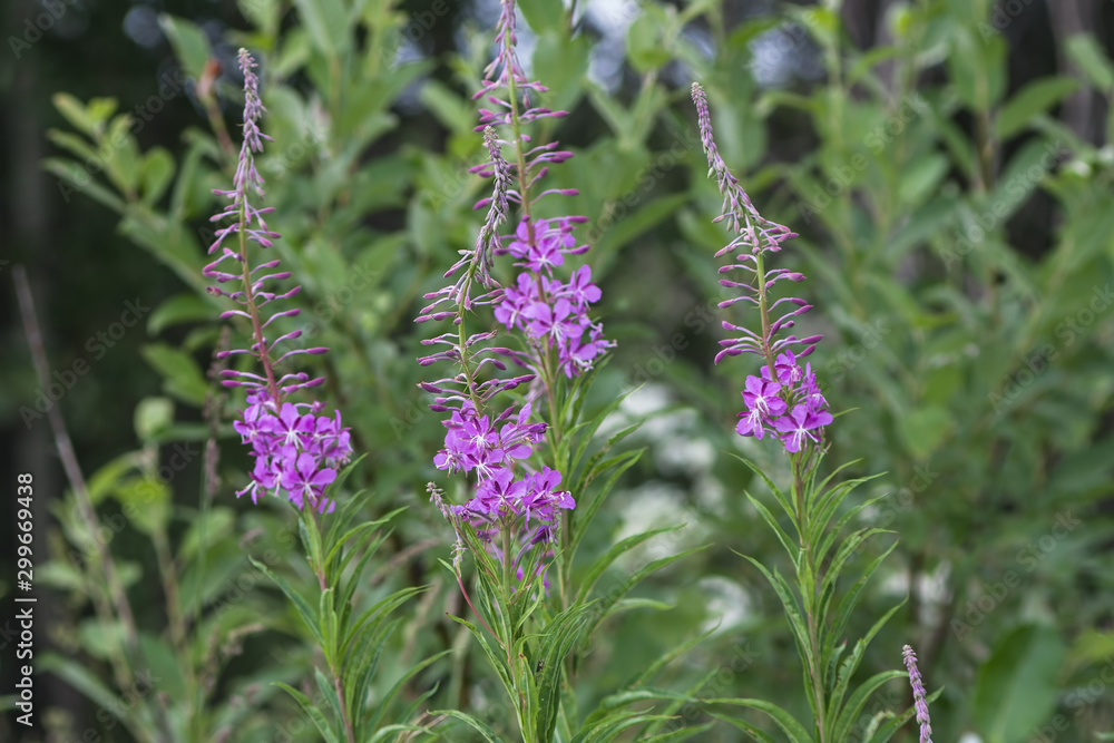 Fototapeta premium Blooming sally