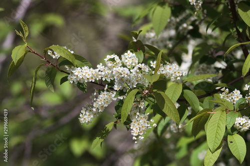 Bird cherry tree