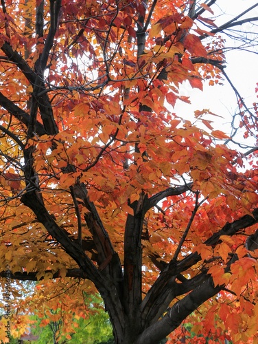 Fall Colored Maple Tree